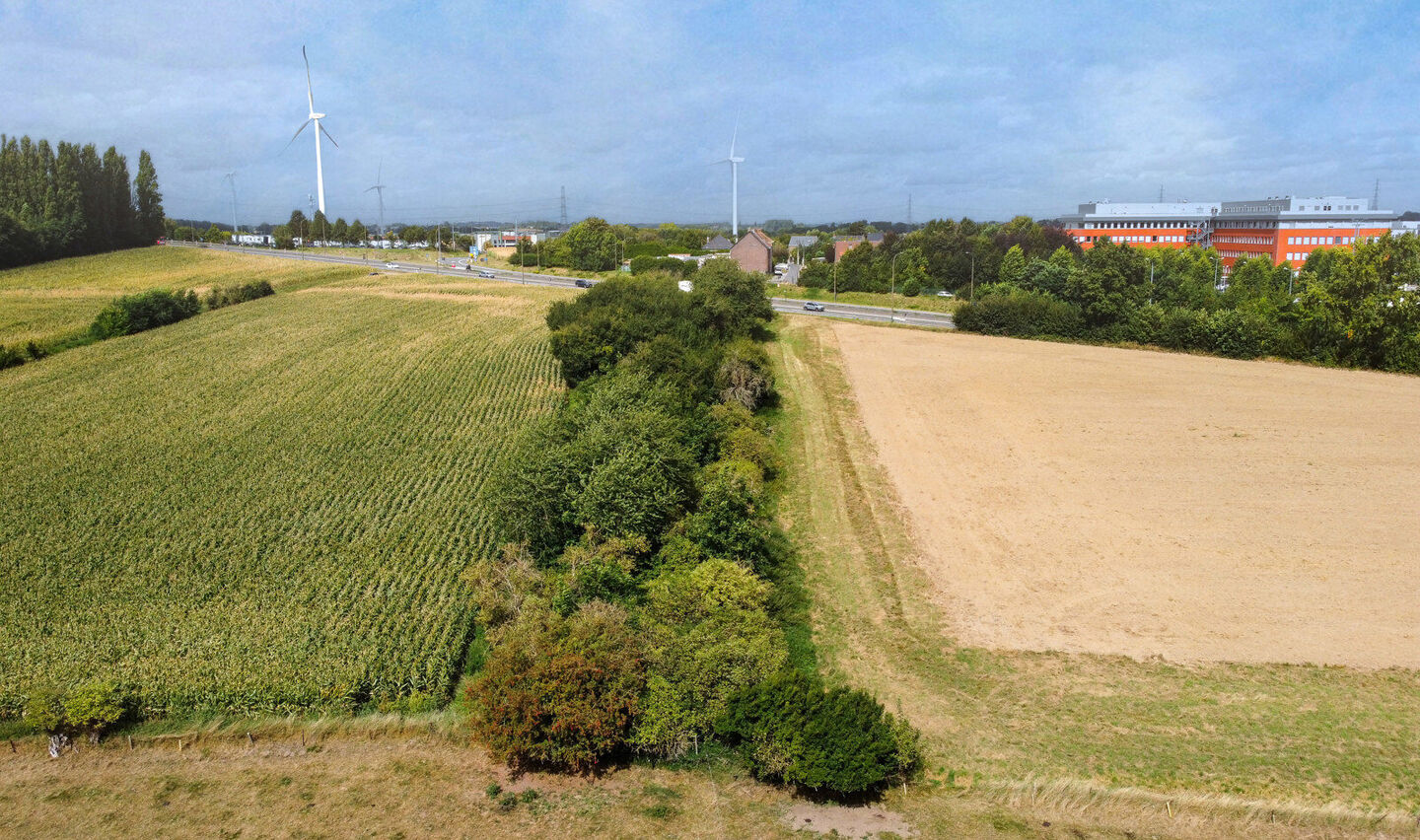 Bos te koop in Halle
