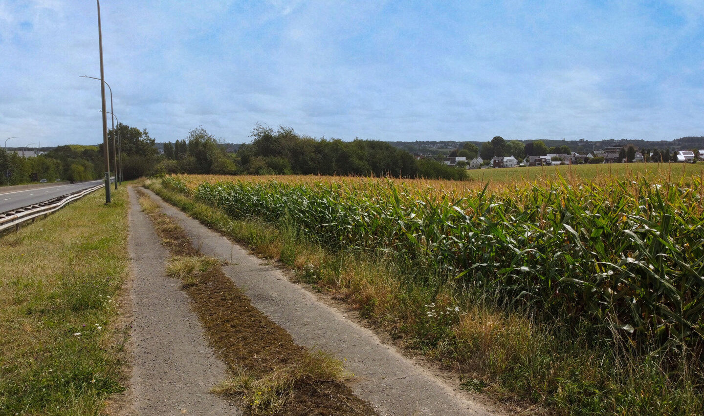 Bos te koop in Halle