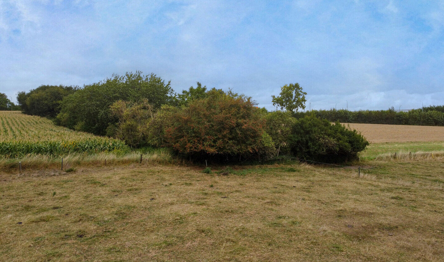 Bos te koop in Halle