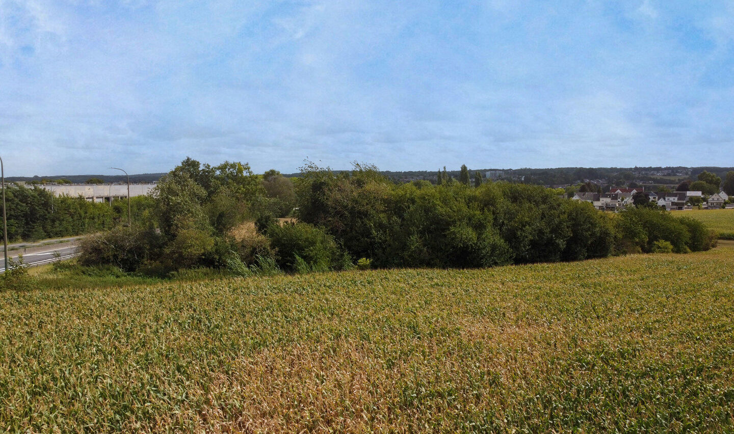 Bos te koop in Halle